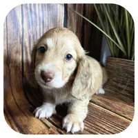 Otis ... AKC, a male Miniature Dachshund for sale in Smithville, TN – 4 of 8