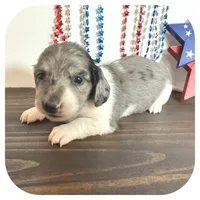 Pixie ... AKC, a female Miniature Dachshund for sale in Smithville, TN – 4 of 8