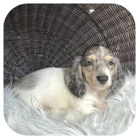 Pudge ... AKC, a male Miniature Dachshund for sale in Smithville, TN – 6 of 8