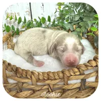Rookie ... AKC, a male Miniature Dachshund for sale in Smithville, TN – 1 of 8
