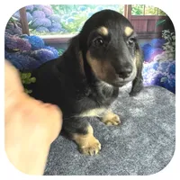 Jetta ... AKC, a female Miniature Dachshund for sale in Smithville, TN – 5 of 8