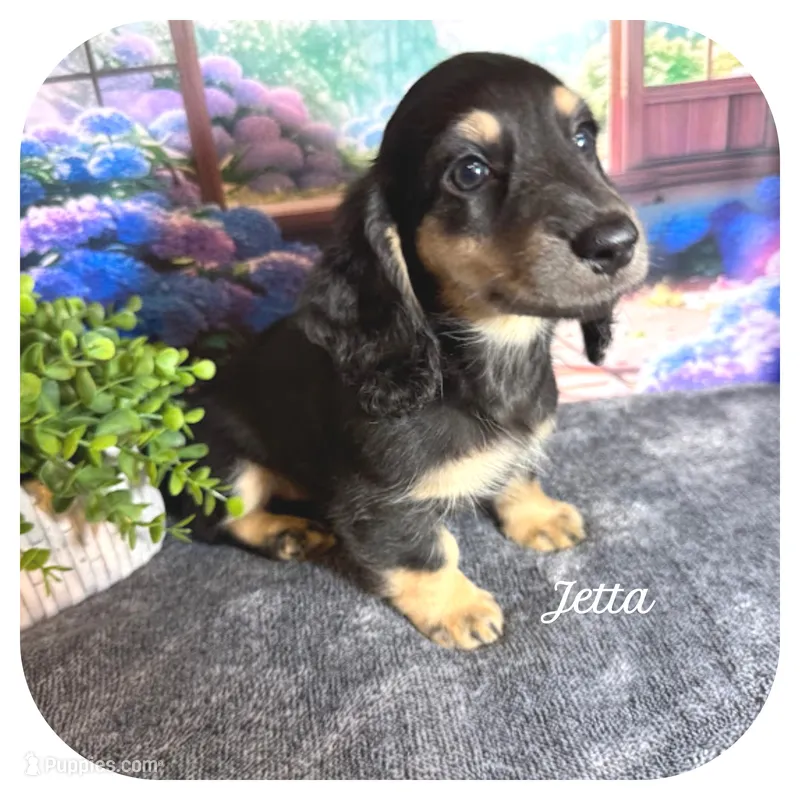 Jetta ... AKC – Miniature Dachshund puppy for sale in Smithville, TN
