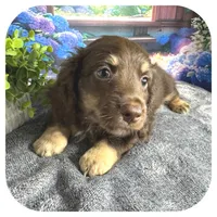 Kai ... AKC, a male Miniature Dachshund for sale in Smithville, TN – 2 of 9