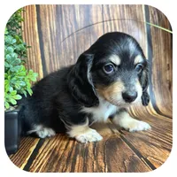 Ozwell ... AKC, a male Miniature Dachshund for sale in Smithville, TN – 7 of 9