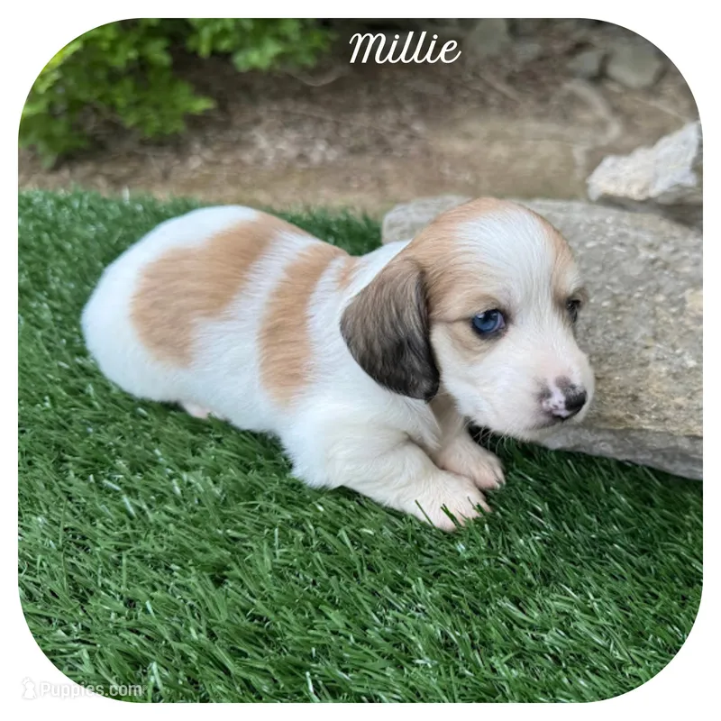 Millie ... AKC – Miniature Dachshund puppy on hold in Smithville, TN