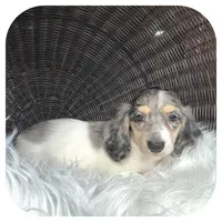 Pudge ... AKC, a male Miniature Dachshund for sale in Smithville, TN – 4 of 8