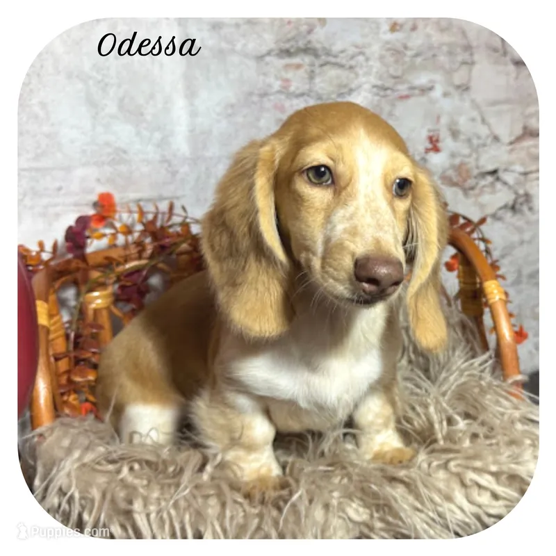 Odessa ... AKC – Miniature Dachshund puppy for sale in Smithville, TN