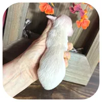Tango ... AKC, a male Miniature Dachshund for sale in Smithville, TN – 7 of 9