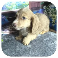 Jabber ... AKC, a male Miniature Dachshund for sale in Smithville, TN – 2 of 10