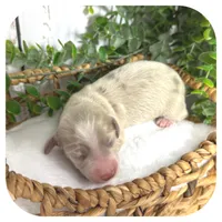 Rookie ... AKC, a male Miniature Dachshund for sale in Smithville, TN – 2 of 8