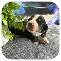 Nyssa ... AKC, a female Miniature Dachshund for sale in Smithville, TN – 2 of 7