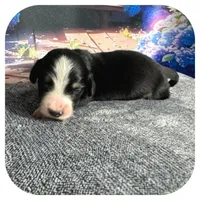 Nyssa ... AKC, a female Miniature Dachshund for sale in Smithville, TN – 4 of 7