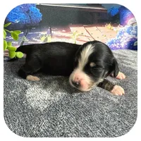 Nyssa ... AKC, a female Miniature Dachshund for sale in Smithville, TN – 3 of 7