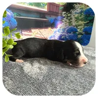 Nyssa ... AKC, a female Miniature Dachshund for sale in Smithville, TN – 5 of 7