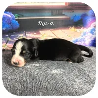 Nyssa ... AKC, a female Miniature Dachshund for sale in Smithville, TN – 1 of 7