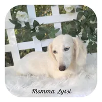 Nyssa ... AKC, a female Miniature Dachshund for sale in Smithville, TN – 6 of 7