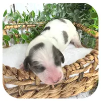 Rocket ... AKC, a male Miniature Dachshund for sale in Smithville, TN – 4 of 8