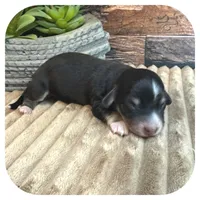 Ozwell ... AKC, a male Miniature Dachshund for sale in Smithville, TN – 4 of 7