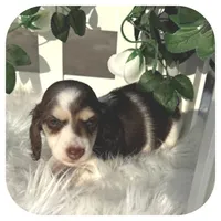 Ike ... AKC, a male Miniature Dachshund for sale in Smithville, TN – Photo 5 of 9