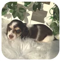 Ike ... AKC, a male Miniature Dachshund for sale in Smithville, TN – Photo 2 of 9