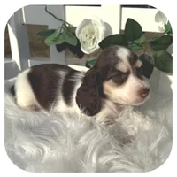 Ike ... AKC, a male Miniature Dachshund for sale in Smithville, TN – Photo 3 of 9