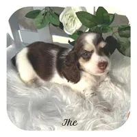 Ike ... AKC, a male Miniature Dachshund for sale in Smithville, TN – Photo 1 of 9