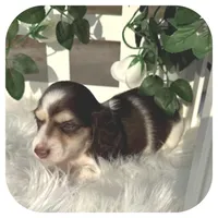 Ike ... AKC, a male Miniature Dachshund for sale in Smithville, TN – Photo 7 of 9