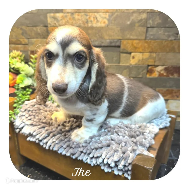 Ike ... AKC – Miniature Dachshund puppy for sale in Smithville, TN