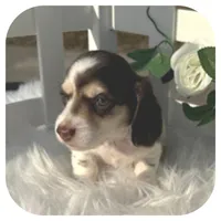 Ike ... AKC, a male Miniature Dachshund for sale in Smithville, TN – Photo 6 of 9