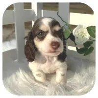 Ike ... AKC, a male Miniature Dachshund for sale in Smithville, TN – Photo 4 of 9