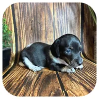 Quint ... AKC, a male Miniature Dachshund for sale in Smithville, TN – 5 of 8
