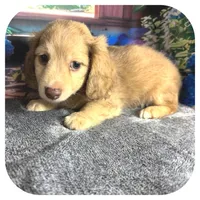 Kazoo ... AKC, a male Miniature Dachshund for sale in Smithville, TN – 4 of 10