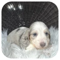 Rooster ... AKC, a male Miniature Dachshund for sale in Smithville, TN – 2 of 8