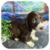 Linus ... AKC, a male Miniature Dachshund for sale in Smithville, TN – 2 of 8