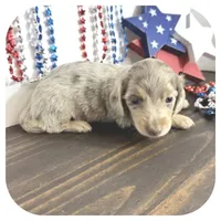 Perla ... AKC, a female Miniature Dachshund for sale in Smithville, TN – 5 of 7