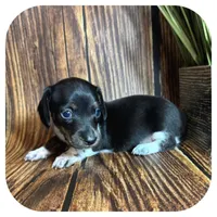 Quint ... AKC, a male Miniature Dachshund for sale in Smithville, TN – 2 of 8