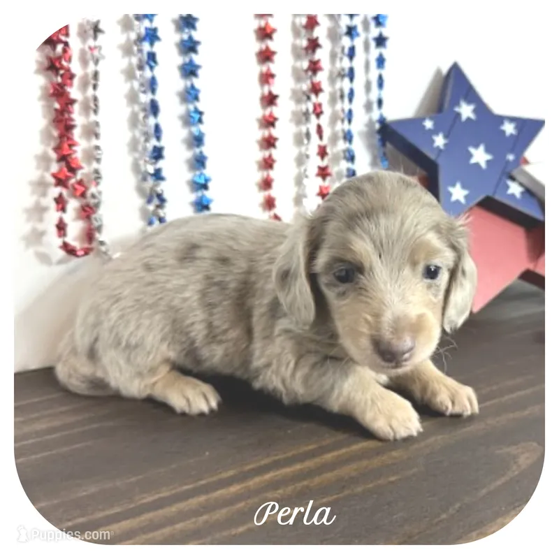 Perla ... AKC – Miniature Dachshund puppy for sale in Smithville, TN