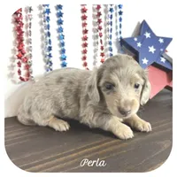 Perla ... AKC, a female Miniature Dachshund for sale in Smithville, TN – 1 of 7