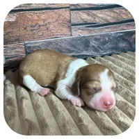 Odessa ... AKC, a female Miniature Dachshund for sale in Smithville, TN – 3 of 8
