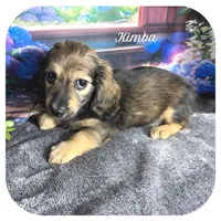 Kimba ... AKC, a female Miniature Dachshund for sale in Smithville, TN – 1 of 10