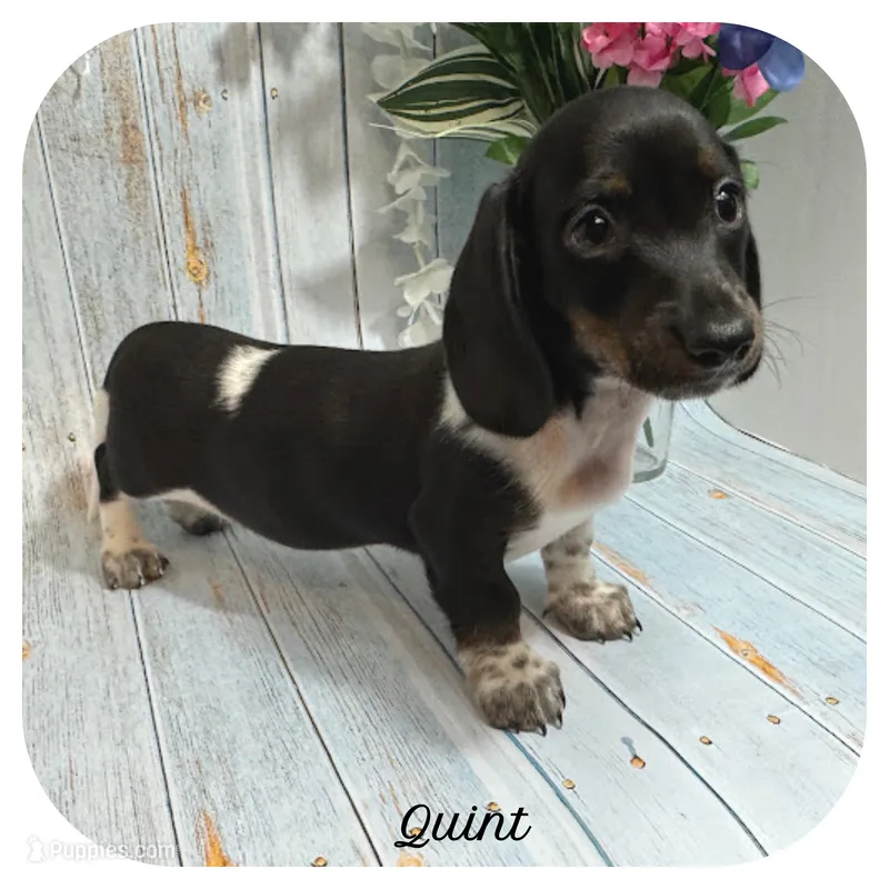 Quint ... AKC – Miniature Dachshund puppy for sale in Smithville, TN