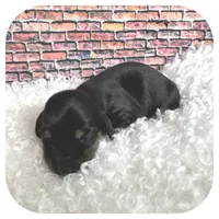 Jetta ... AKC, a female Miniature Dachshund for sale in Smithville, TN – Photo 3 of 9