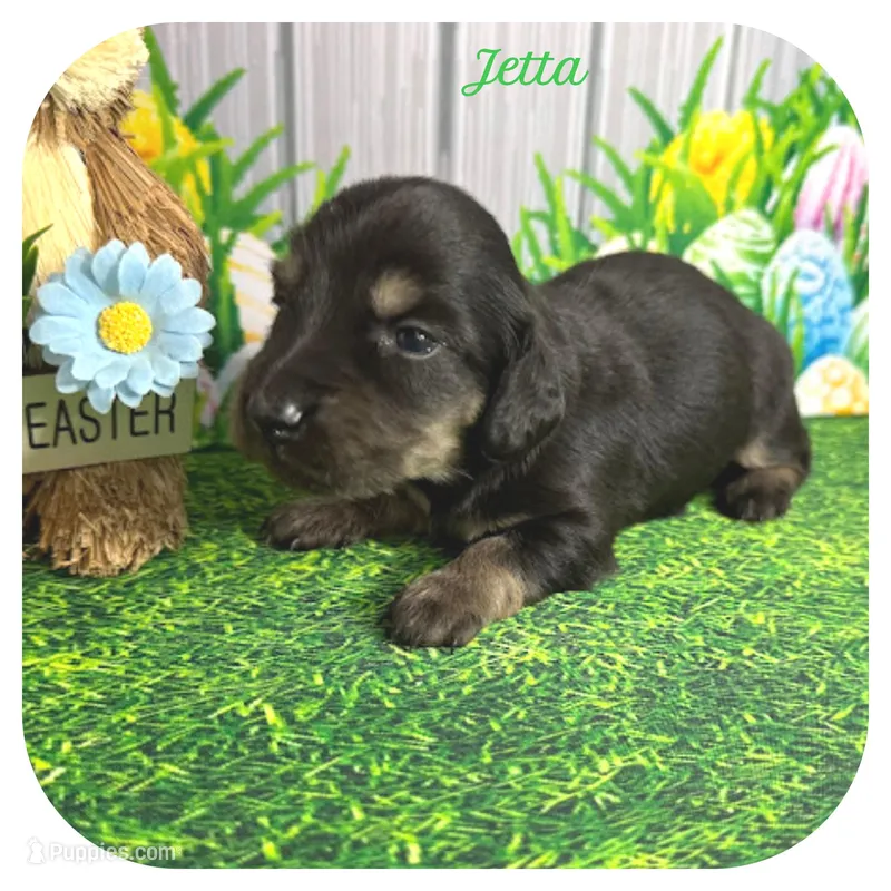 Jetta ... AKC – Miniature Dachshund puppy for sale in Smithville, TN