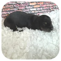 Jetta ... AKC, a female Miniature Dachshund for sale in Smithville, TN – Photo 7 of 9