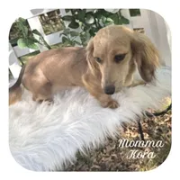 Jetta ... AKC, a female Miniature Dachshund for sale in Smithville, TN – Photo 8 of 9