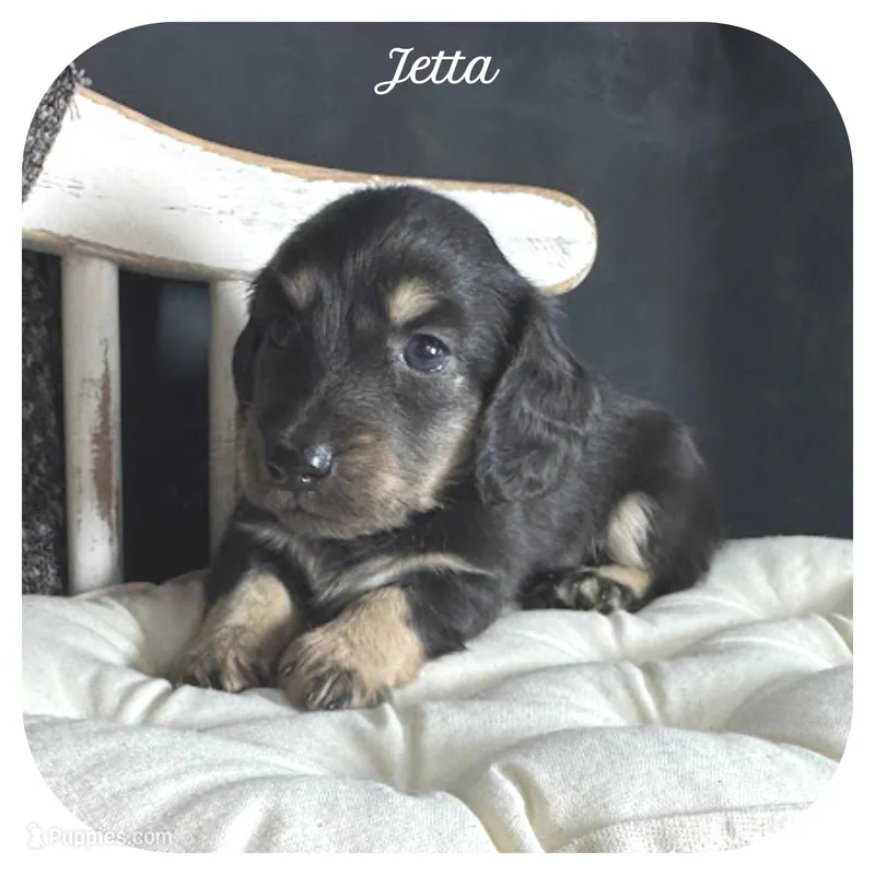 Jetta ... AKC – Miniature Dachshund puppy for sale in Smithville, TN