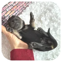 Jetta ... AKC, a female Miniature Dachshund for sale in Smithville, TN – Photo 5 of 9