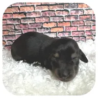 Jetta ... AKC, a female Miniature Dachshund for sale in Smithville, TN – Photo 2 of 9