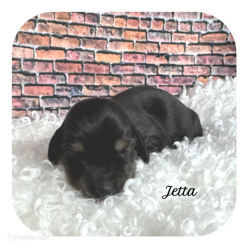 Jetta ... AKC – Miniature Dachshund puppy for sale in Smithville, TN