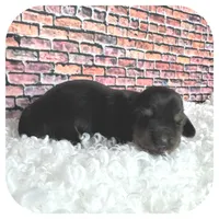 Jetta ... AKC, a female Miniature Dachshund for sale in Smithville, TN – Photo 6 of 9